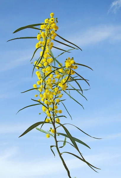 Zbliżenie Acacia Żółtym Kwiaty — Zdjęcie stockowe