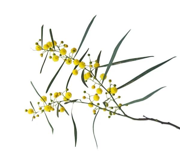 Närbild Acacia Saligna — Stockfoto