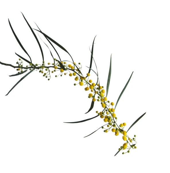 Close Acacia Saligna — Stock Photo, Image