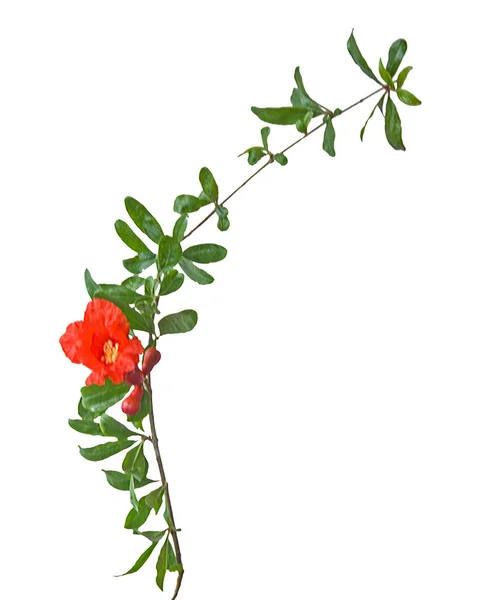 Nahaufnahme Von Granatapfelzweig Mit Blüten — Stockfoto