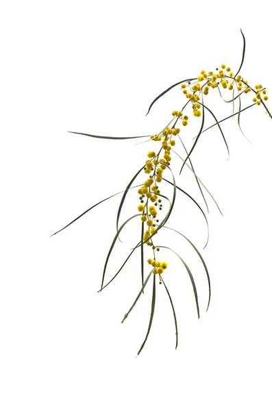 Κοντινό Πλάνο Της Acacia Saligna — Φωτογραφία Αρχείου