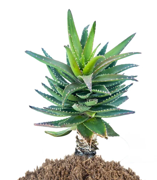Aloe Izolované Bílém Pozadí — Stock fotografie