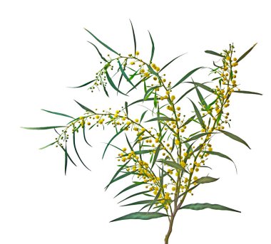 Acacia saligna 'yı kapat