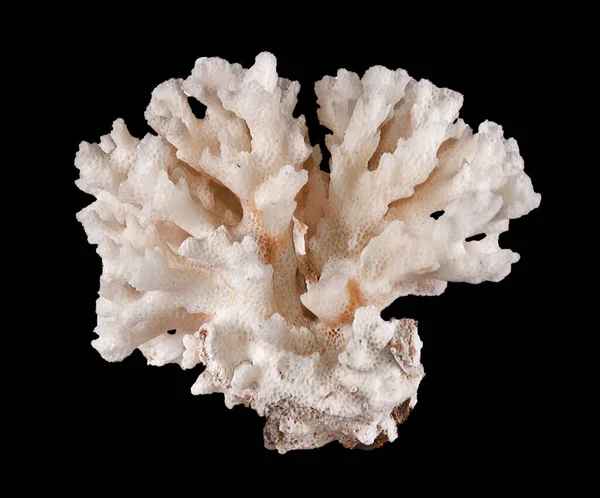 Coral Izolat Fundal Negru — Fotografie, imagine de stoc