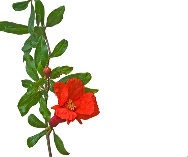 Close Pomegranate Branch Flowers — Stock Photo, Image