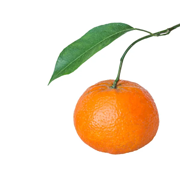 Närbild Tangerines Gren — Stockfoto