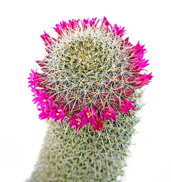 Kaktus Czerwonymi Kwiatami Białym Tle — Zdjęcie stockowe
