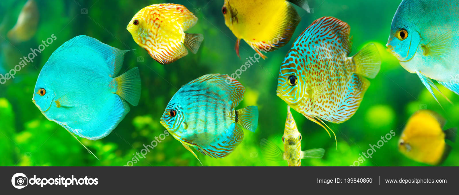 tropical discus