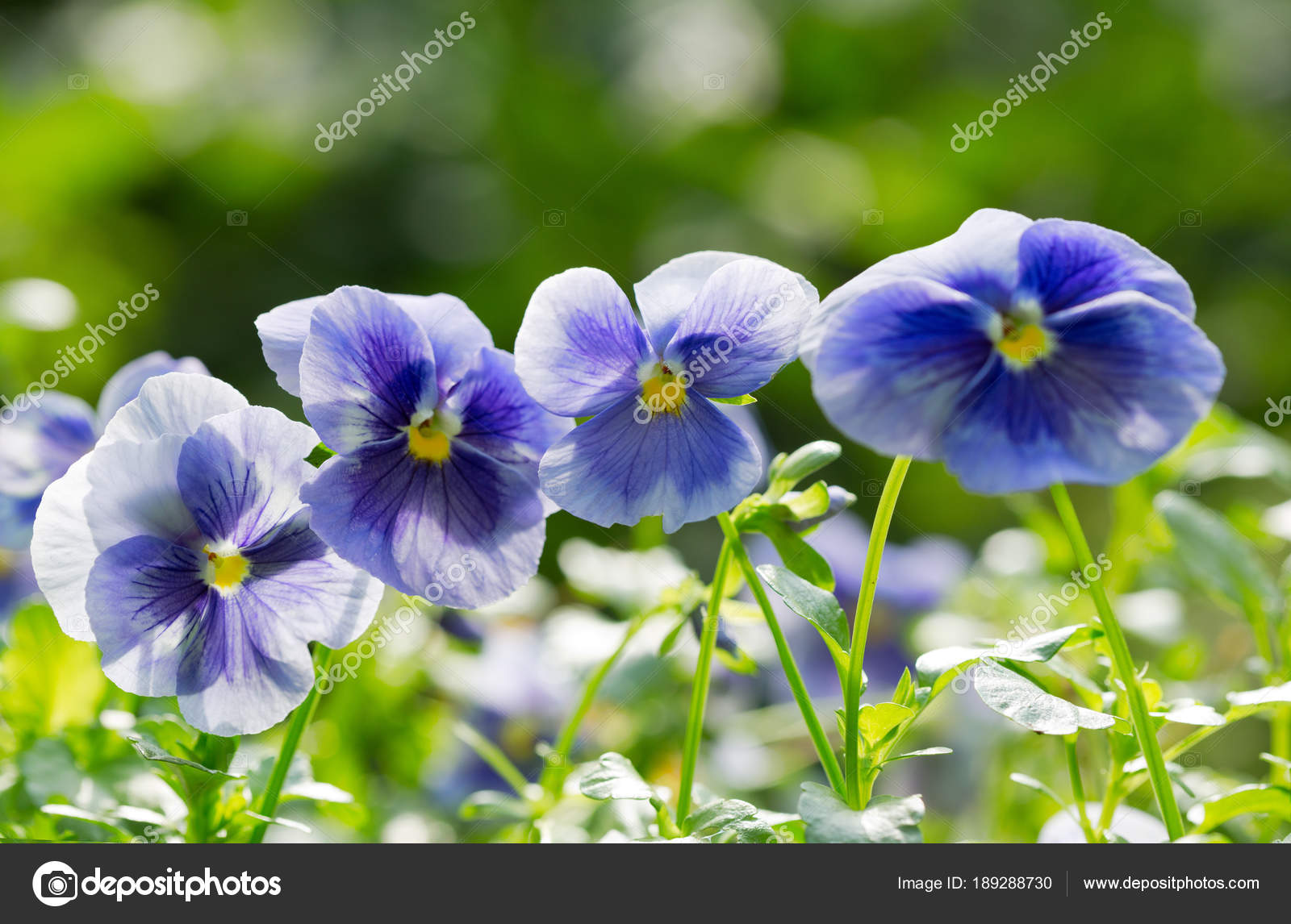 Blue pansy flower growing in a garden — Stock Photo © Nitrub 189288730