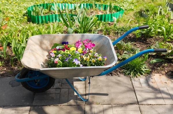 Gardening tools : wheelbarrow with colorful flowers