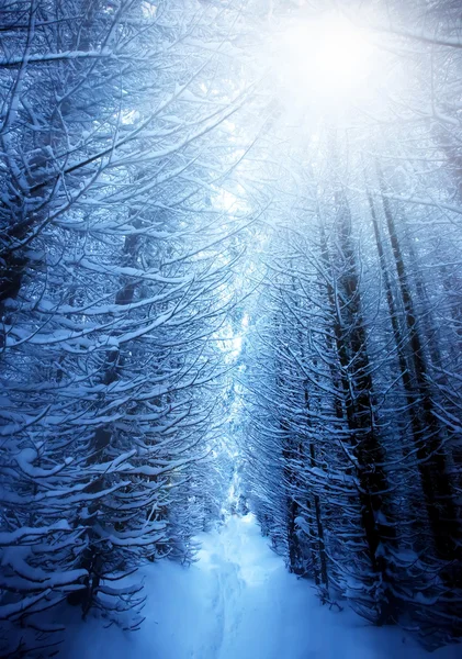 Sunset Path Winter Deep Forest Trees Covered Snow Man Walking — Stock Photo, Image