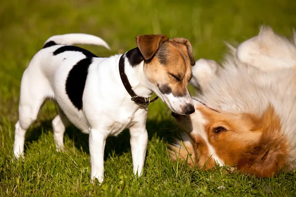 Dos perros jugando —  Fotos de Stock