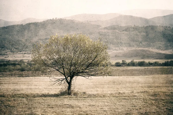 Alone textured tree background — Stock Photo, Image