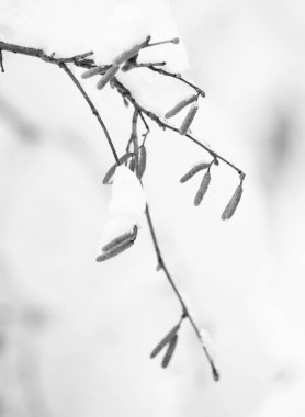 siyah ve beyaz kış ayrıntıları 