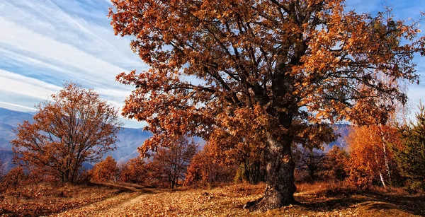Prachtige Herfst Landschap Onder Bewolkte Hemel — Stockfoto