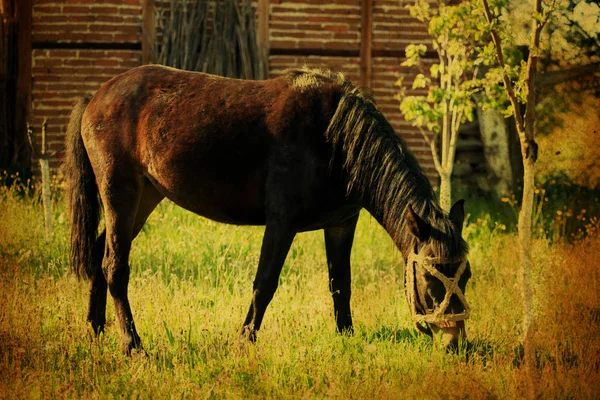 Fondo caballo vintage —  Fotos de Stock