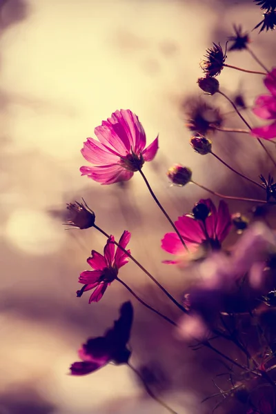 Фіолетові квіти вертикальний пейзаж — стокове фото