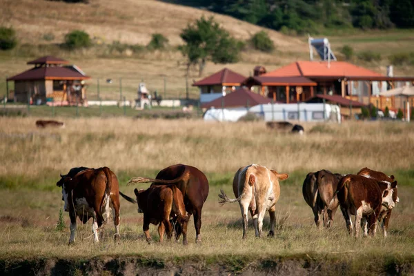 Kühe im Herbst — Stockfoto