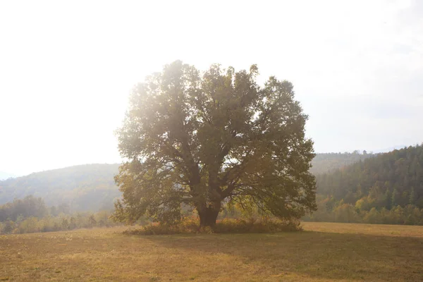 Plan Panoramique Paysage Tranquille Avec Magnifique Arbre Géant Coucher Soleil — Photo