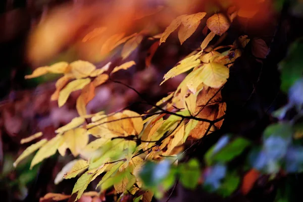 Colorfull Tilt Shift Dettagli Foglie Colorfull Autunno Dettagli Foresta Autunnale — Foto Stock