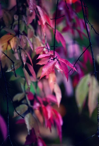 Colori rosa autunno — Foto Stock