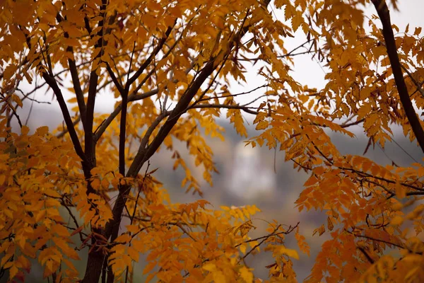 Ağaç Üzerinde Güzel Altın Yaprakların Yakın Çekim — Stok fotoğraf
