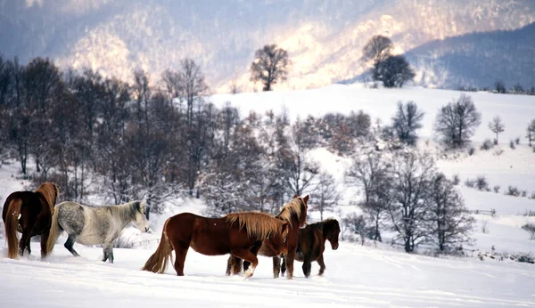 Malerische Aufnahme Einer Ruhigen Landschaft Mit Pferden Winterlicher Landschaft — Stockfoto
