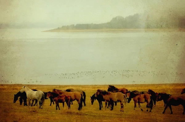 Vintage koně obrázek — Stock fotografie