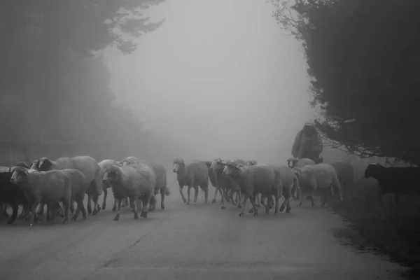 Pecora e nebbia — Foto Stock