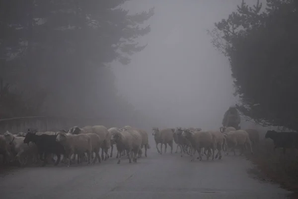 霧に覆われた田舎道を歩く羊の群れが — ストック写真