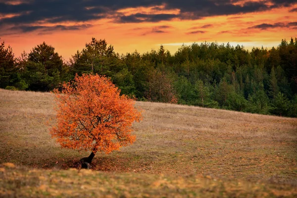 赤い秋のツリー — ストック写真