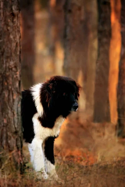 Σκυλί μαύρο πρόβατο Βουλγαρικά — Φωτογραφία Αρχείου