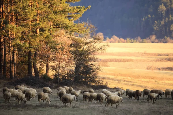 Ovinos no campo de outono — Fotografia de Stock