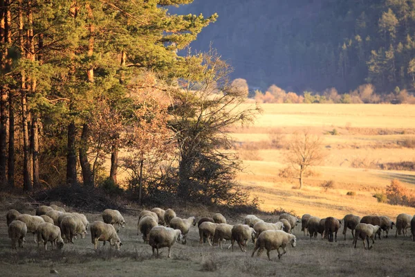 Scenic Shot Van Grote Groep Schapen Grazen Bergweide — Stockfoto