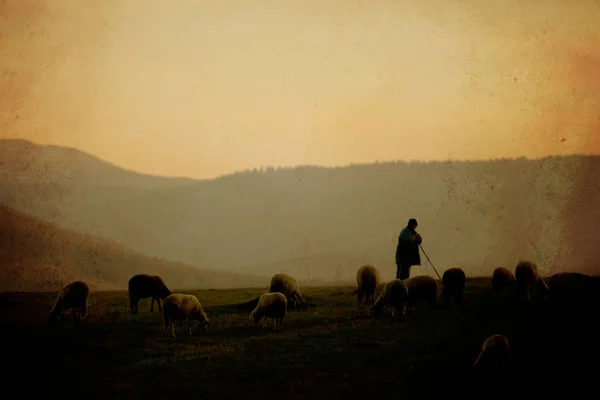 Jahrgang Schafe Hintergrund — Stockfoto