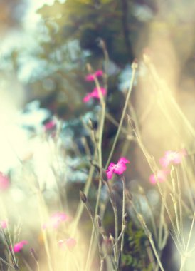 Vintage kır çiçekleri 