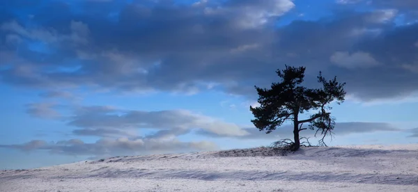 Hiver arbre panorama — Photo