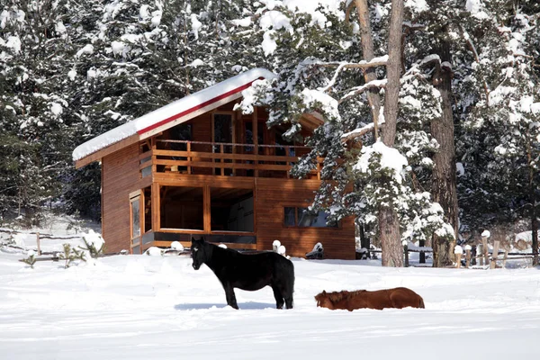 Paarden in de winter resort in de buurt van Batak dam lake, Bulgaarse bergen — Stockfoto