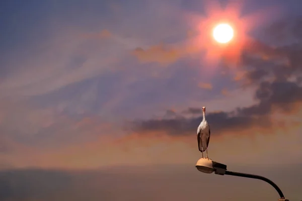 Stork background over the sunset — Stock Photo, Image