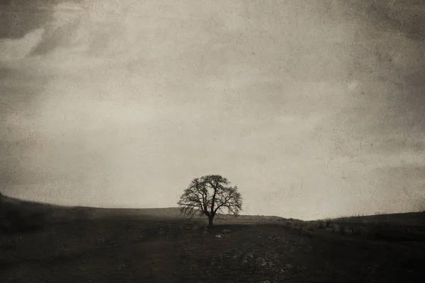 Alter einzelner Baum — Stockfoto