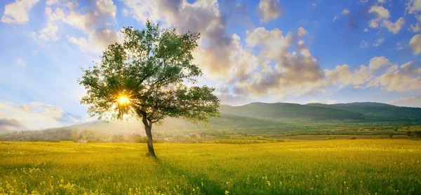 Árvore de paisagem HDR colorido em verde claro e natureza azul — Fotografia de Stock