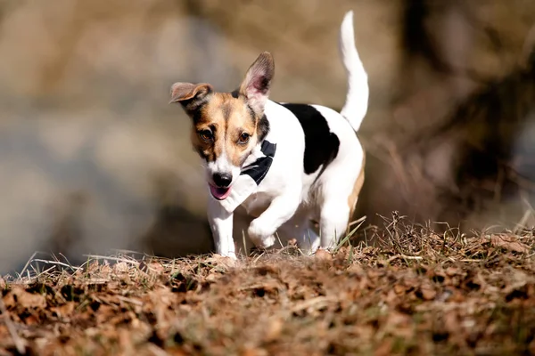 Söt jack russell terier på våren område nära skog, grå dominerande färger — Stockfoto