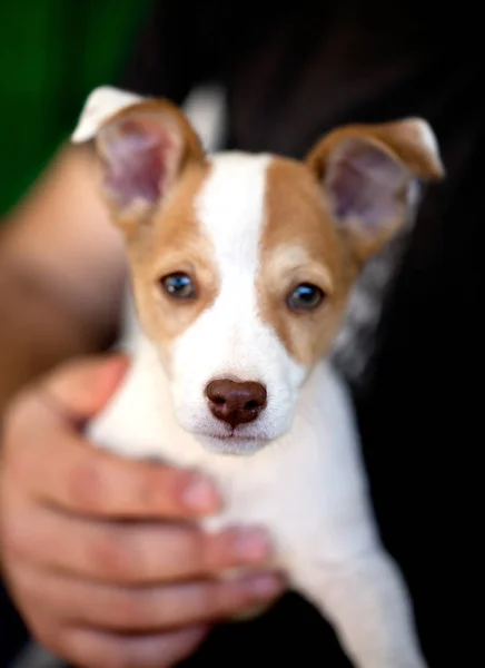 Baby jack russell terrier em sua mão proprietário, tiro macro, foco localizado no nariz do cão — Fotografia de Stock