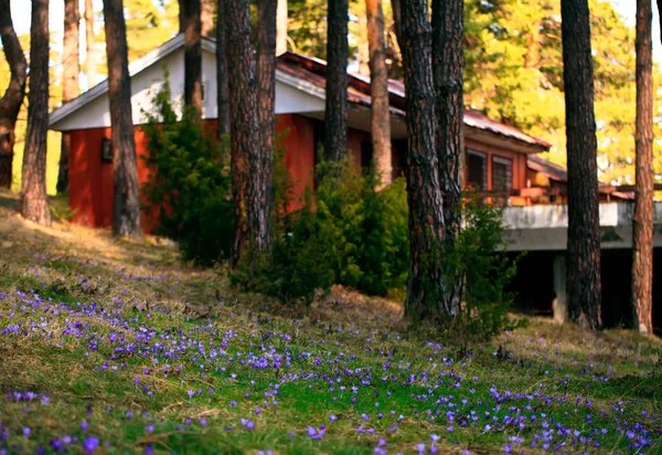 Veld Met Blauwe Crocus Bloemen Natuur Houten Villa Achtergrond — Stockfoto