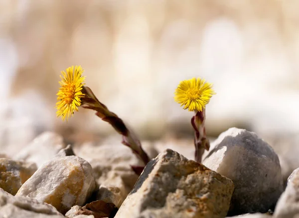 Twee Gele Wilde Bloemen Groeien Rotsen Macro Neture Florale Achtergrond — Stockfoto