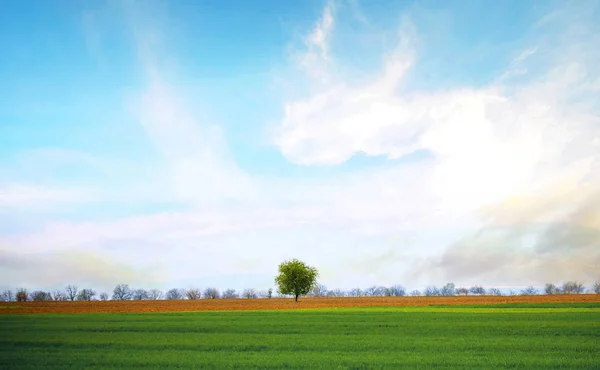 Árbol Solitario Claro Paisaje Naturaleza Verde Azul —  Fotos de Stock