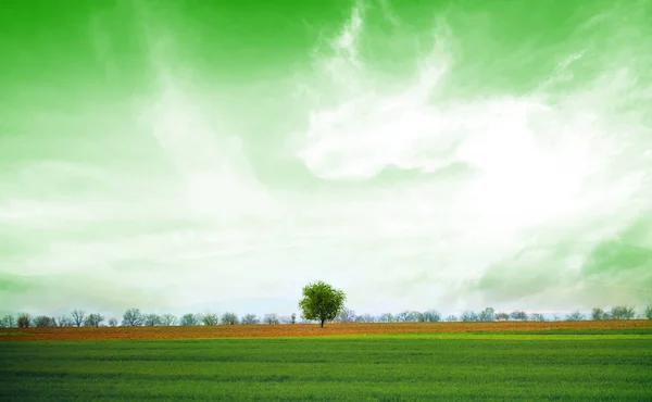 Grün Gefärbte Landschaft Mit Einsamen Baum Auf Dem Feld Öko — Stockfoto