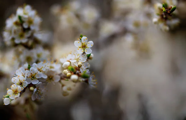 Pequeñas flores blancas en un tono suave sobre fondo de color pastel suave al aire libre primer plano macro. Primavera verano borde plantilla fondo floral. Aire ligero delicada imagen artística con espacio para el texto — Foto de Stock