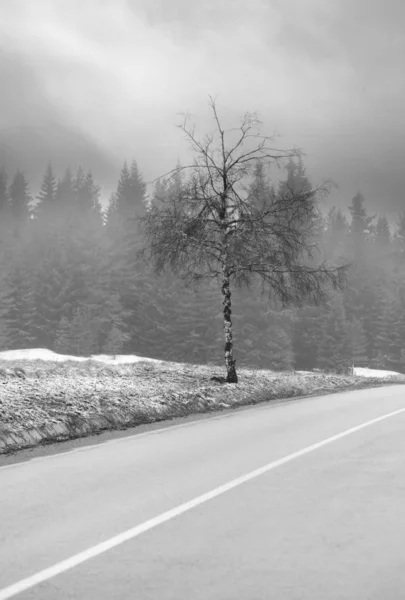 Bosques brumosos y árboles cerca del camino forestal, abstracto paisaje vertical mínimo en blanco y negro — Foto de Stock
