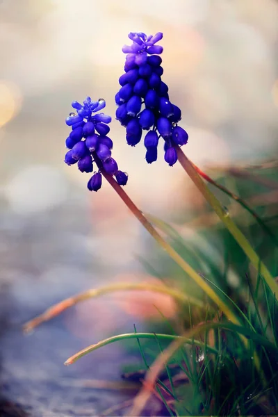 Closeup of wild blue flower, macro morning nature vertical background, colorful bokeh and shalow focus — Stock Photo, Image